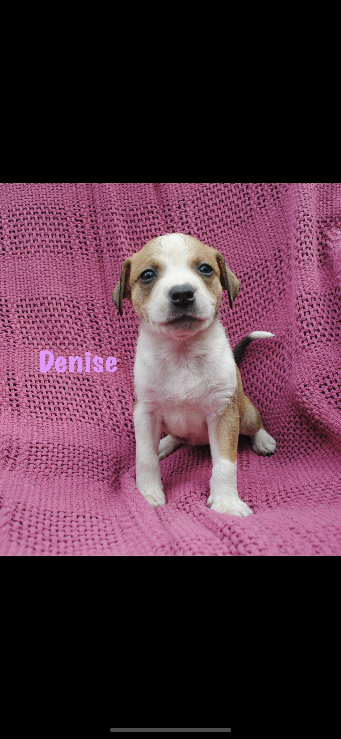 Denise, Adoptable, Puppy Female American Staffordshire Terrier.
