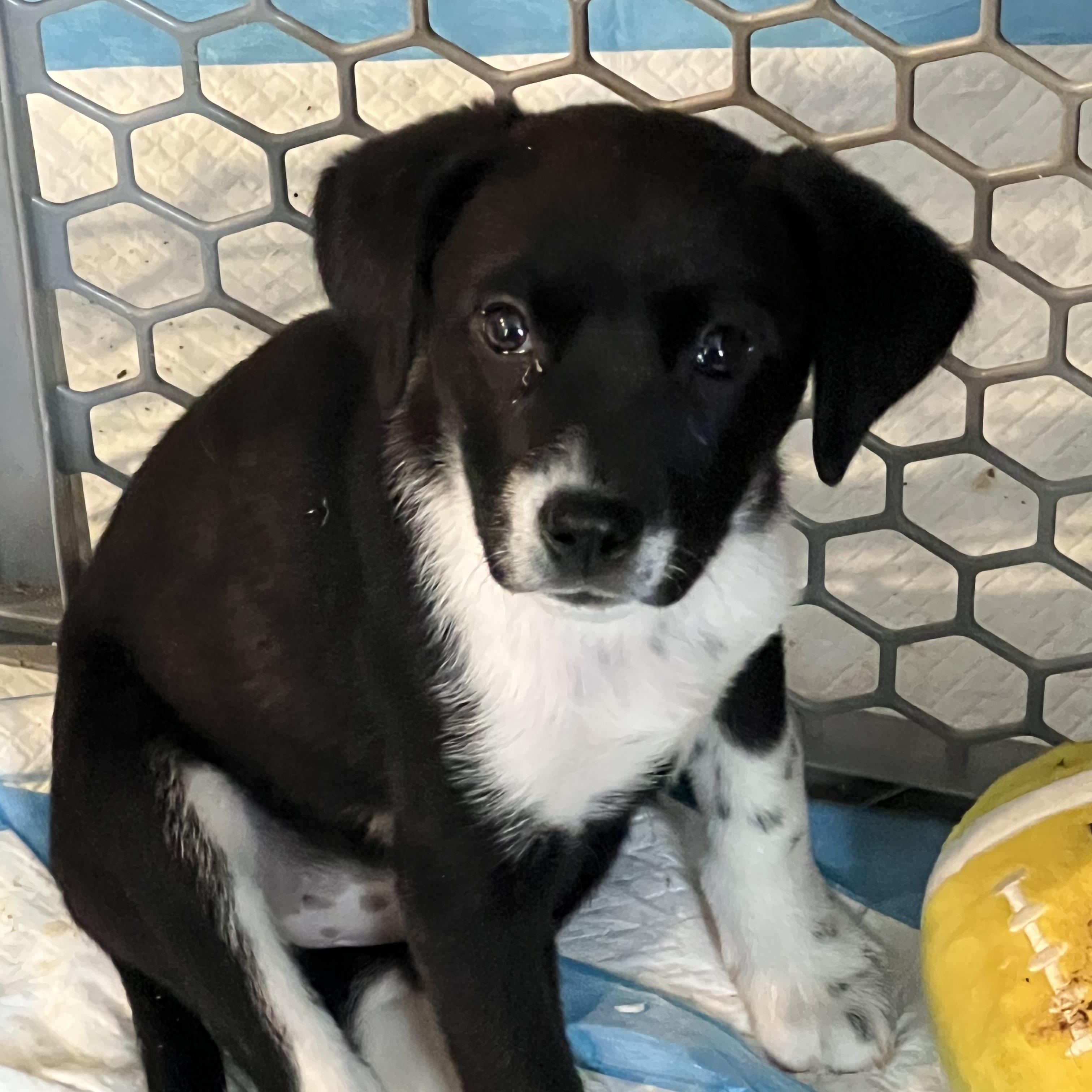 Crumble, adopted, Puppy Female Labrador Retriever.