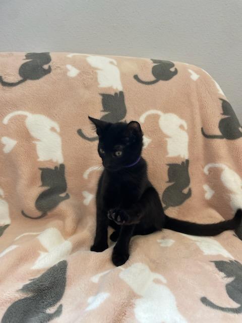 Elizabeth, a Adoptable mixed breed in Eureka, CA image 4/4