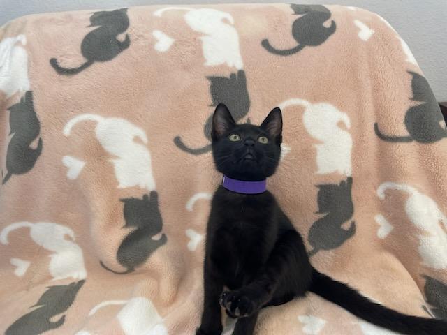 Elizabeth, a Adoptable mixed breed in Eureka, CA image 2/4