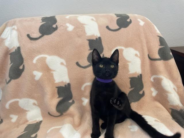 Elizabeth, a Adoptable mixed breed in Eureka, CA image 3/4