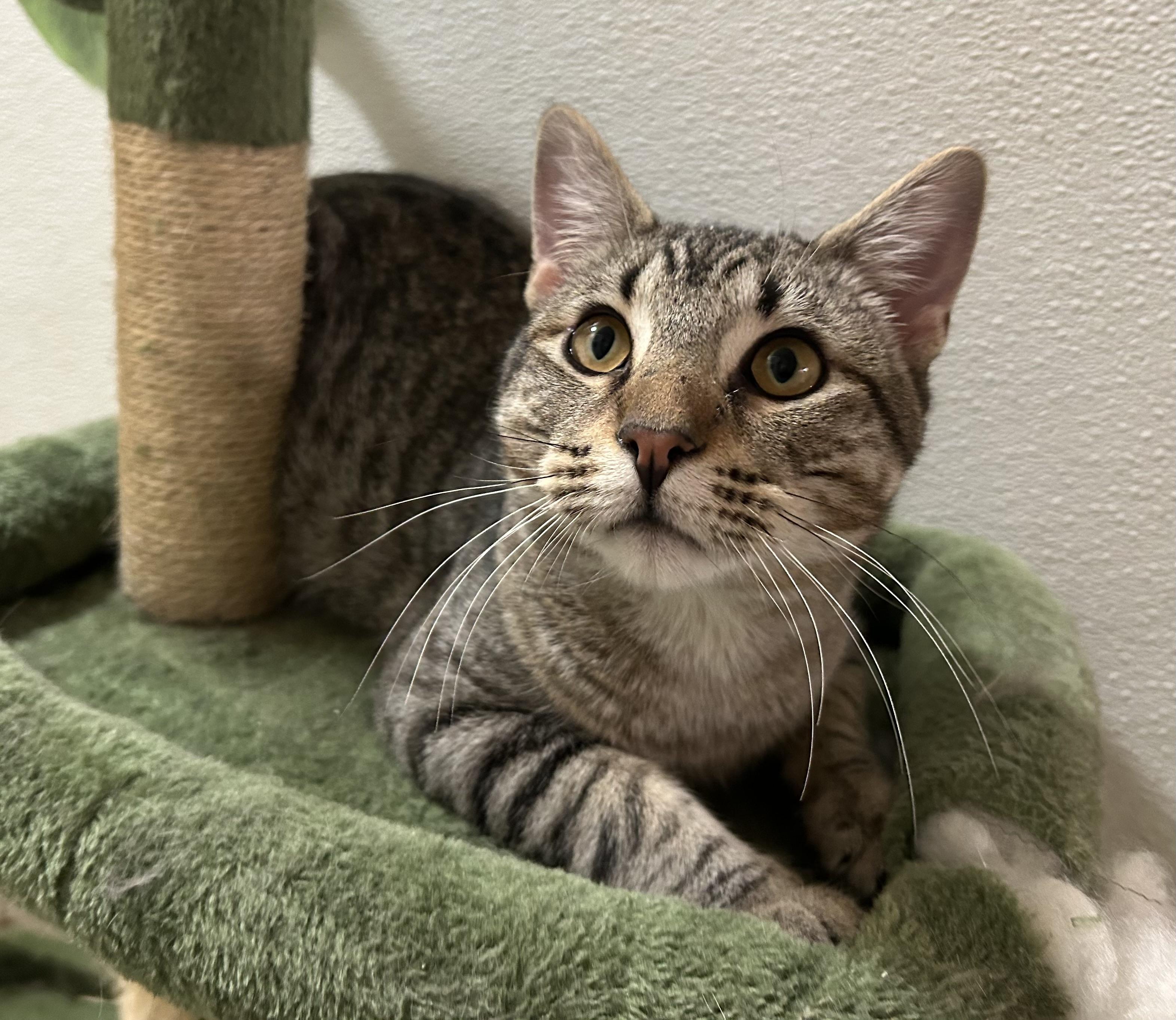 Kris Kringle, Adoptable, Adult Male Domestic Short Hair.