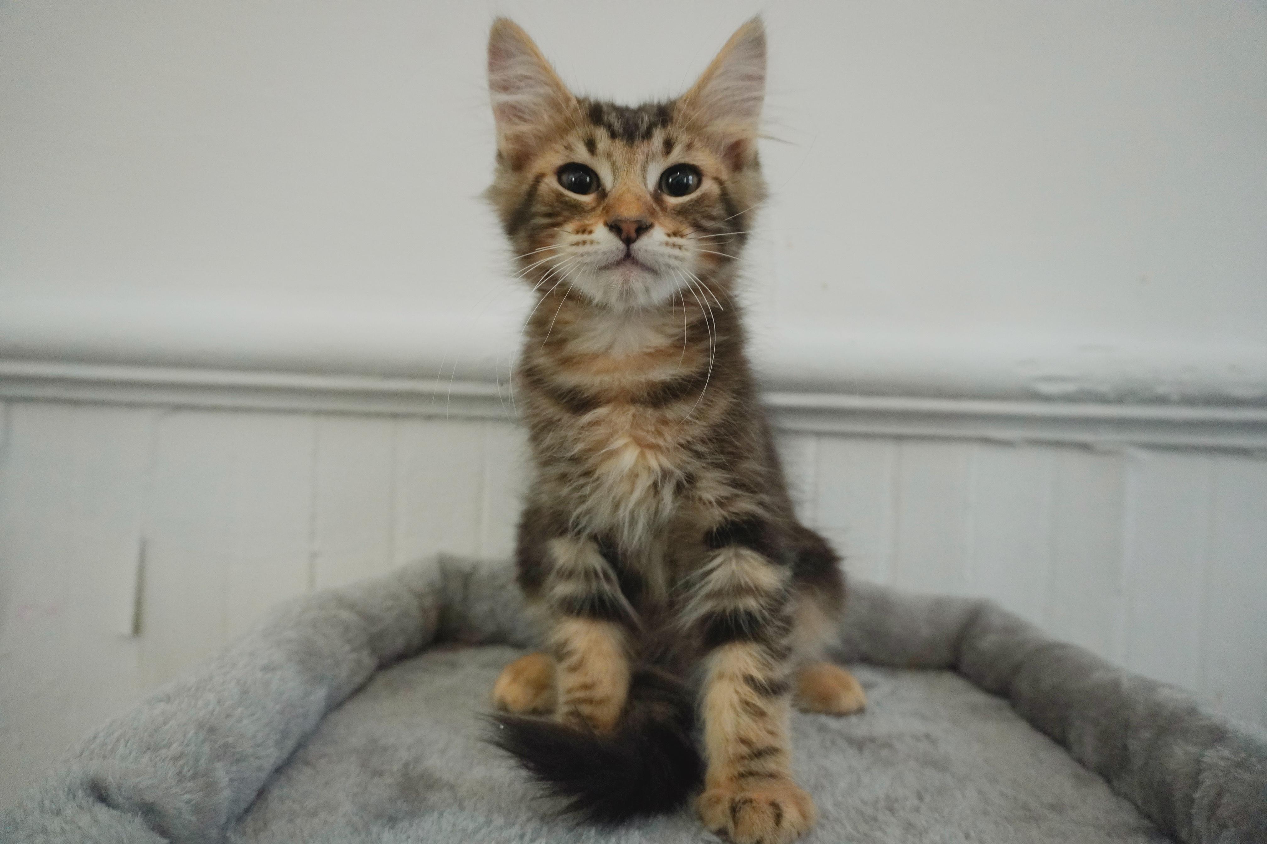Damp Cigarette Steve, Adoptable, Young Male Maine Coon & Domestic Long Hair.