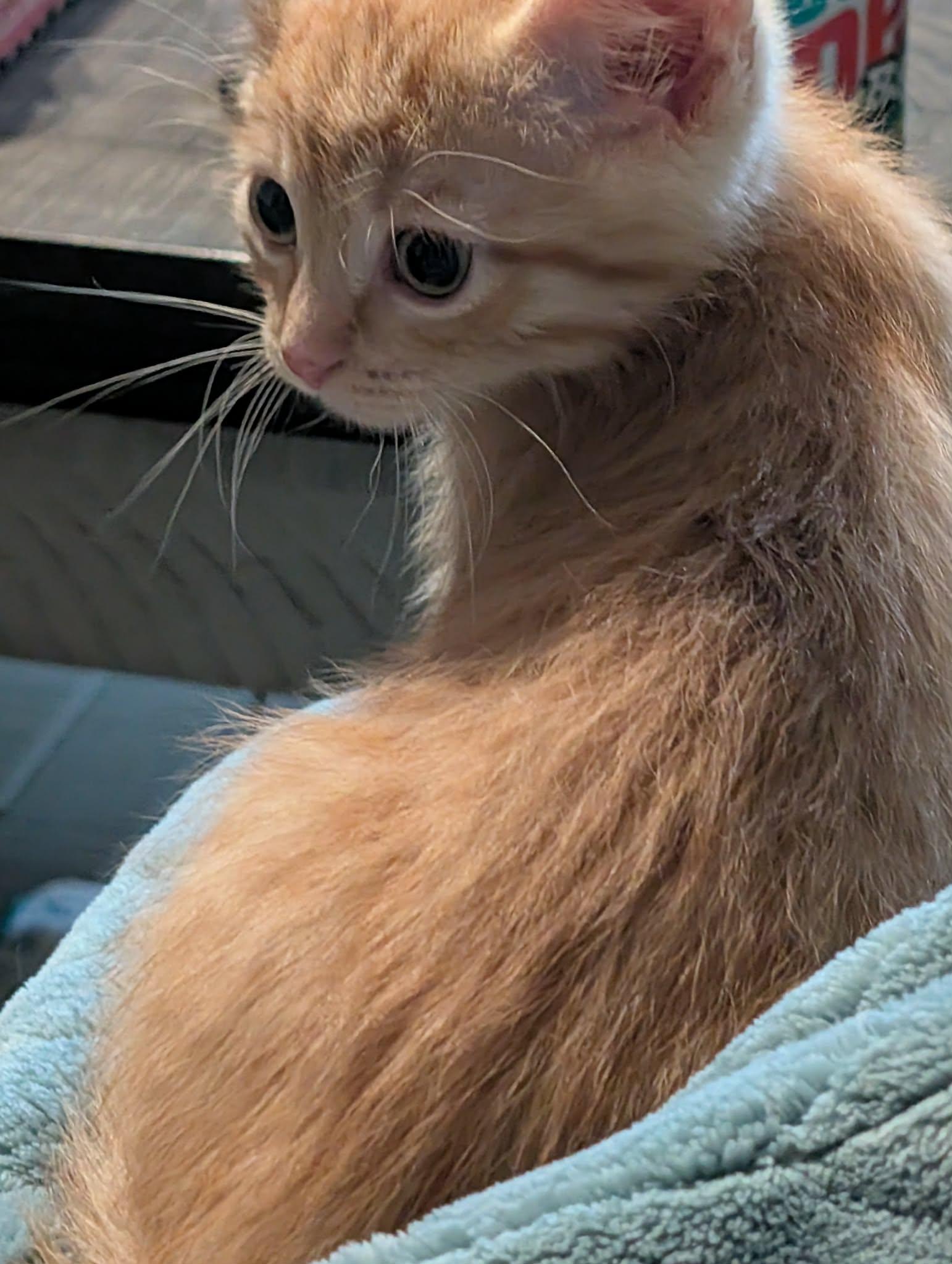 Boots MAH litter, Adoptable, Kitten Male Domestic Short Hair.