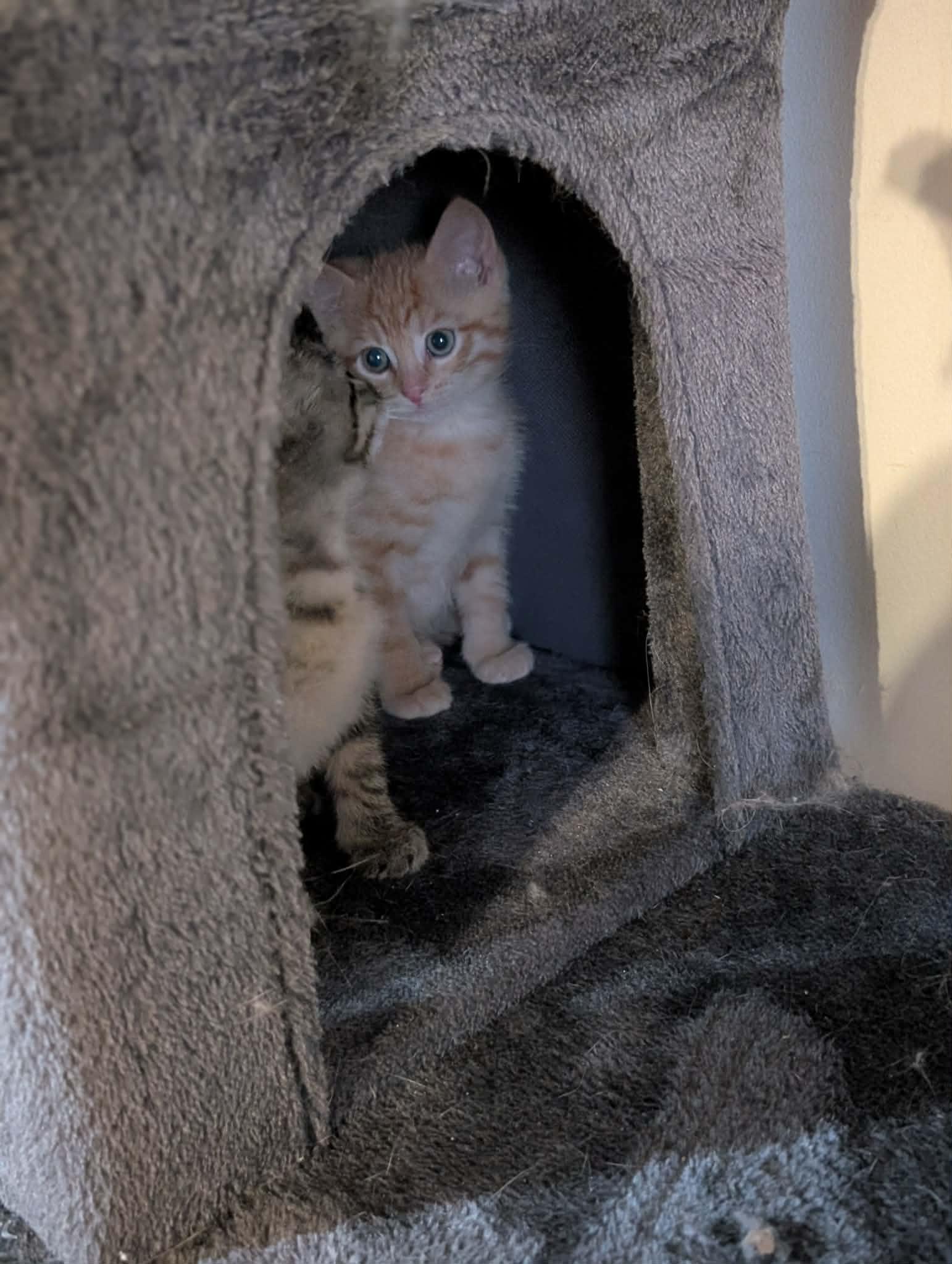 Enlarge Boots MAH litter, a Adoptable mixed breed in Mexico, MO image 2/4