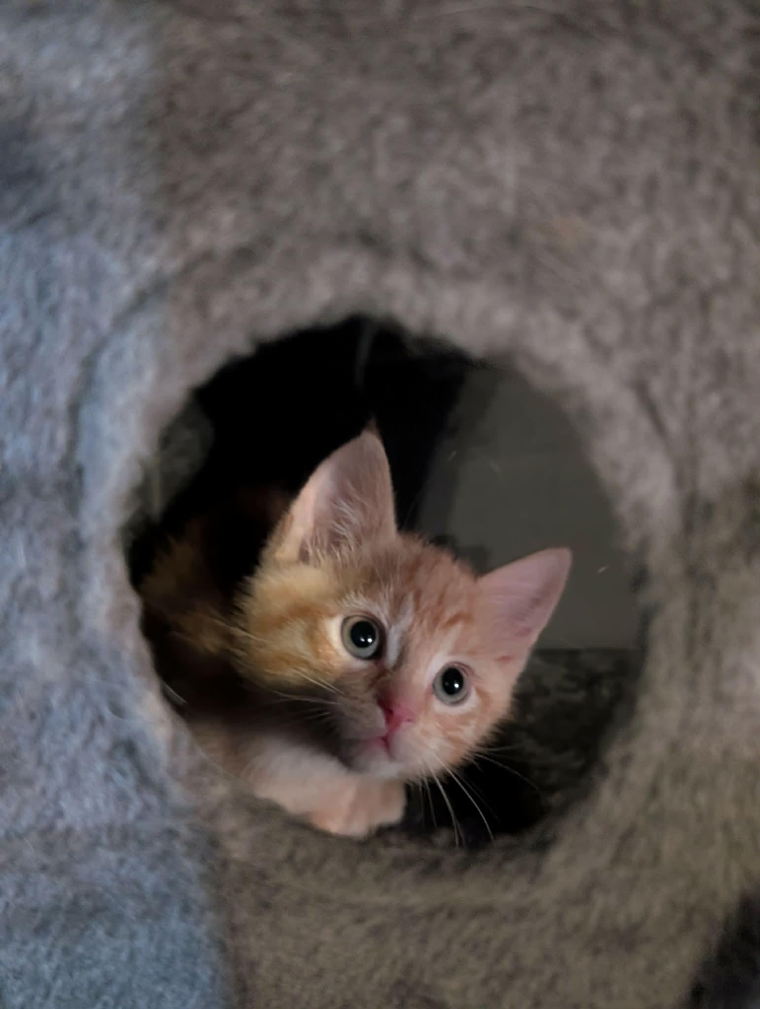 Enlarge Boots MAH litter, a Adoptable mixed breed in Mexico, MO image 3/4