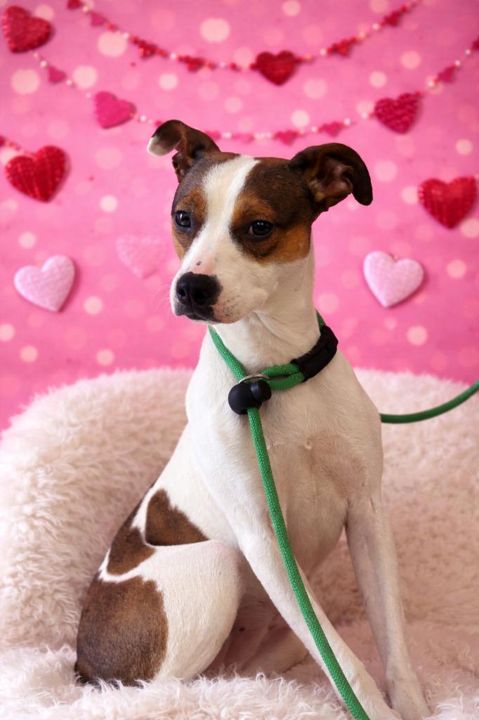 Enlarge BIRDO, a Adoptable Terrier in Wintersville, OH image 1/6