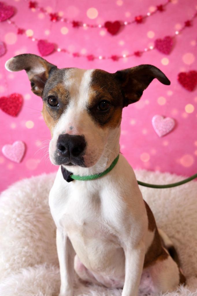 Enlarge BIRDO, a Adoptable Terrier in Wintersville, OH image 3/6