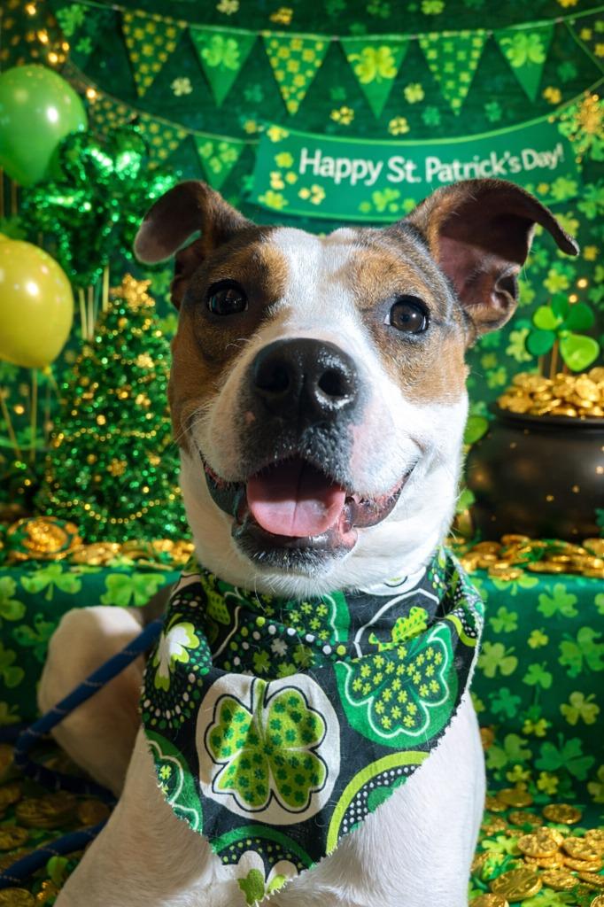 Enlarge BIRDO, a Adoptable Terrier in Wintersville, OH image 5/6