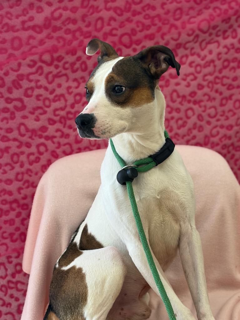 Enlarge BIRDO, a Adoptable Terrier in Wintersville, OH image 6/6