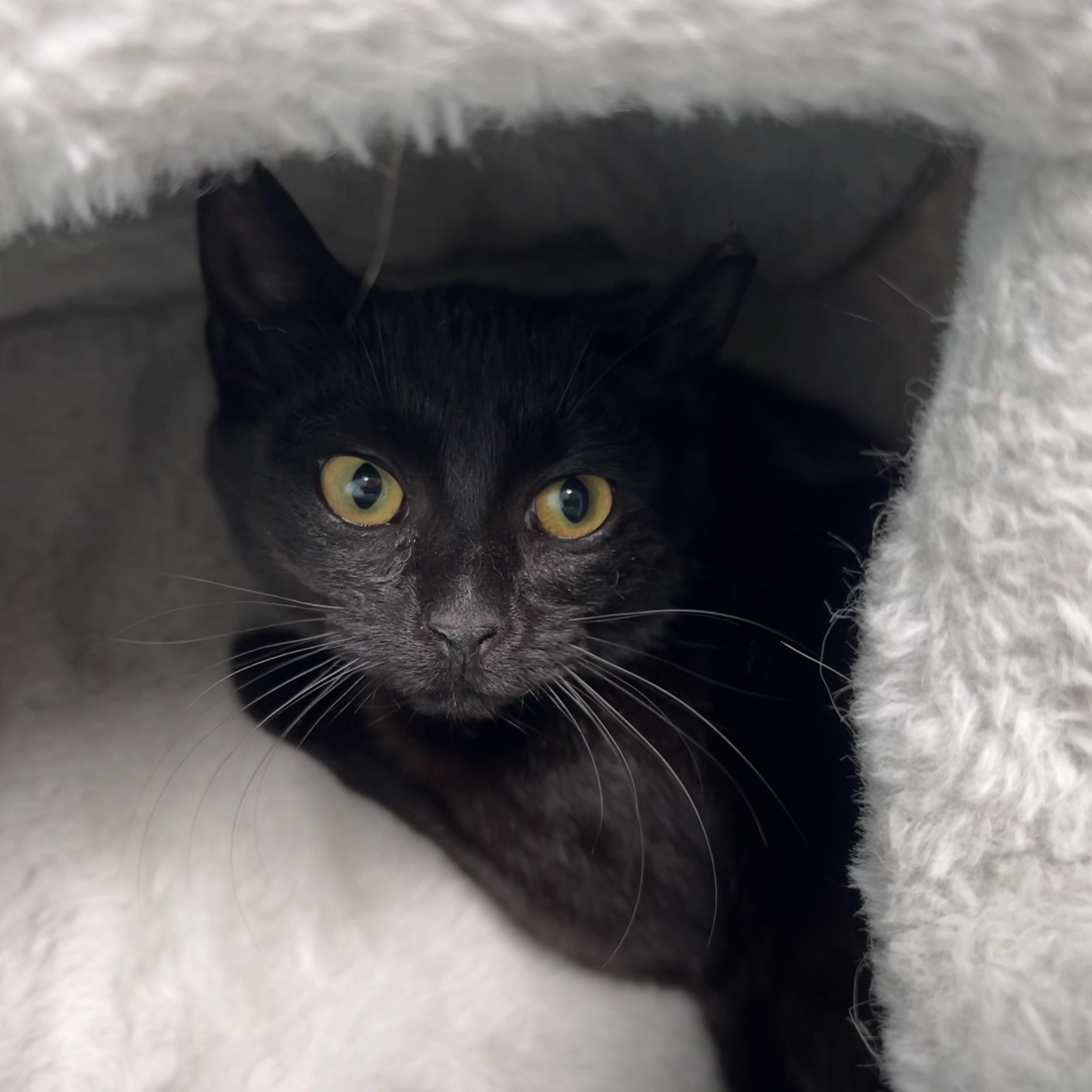 Zinc - ADOPTION PENDING!, adopted, Kitten Female Domestic Short Hair.