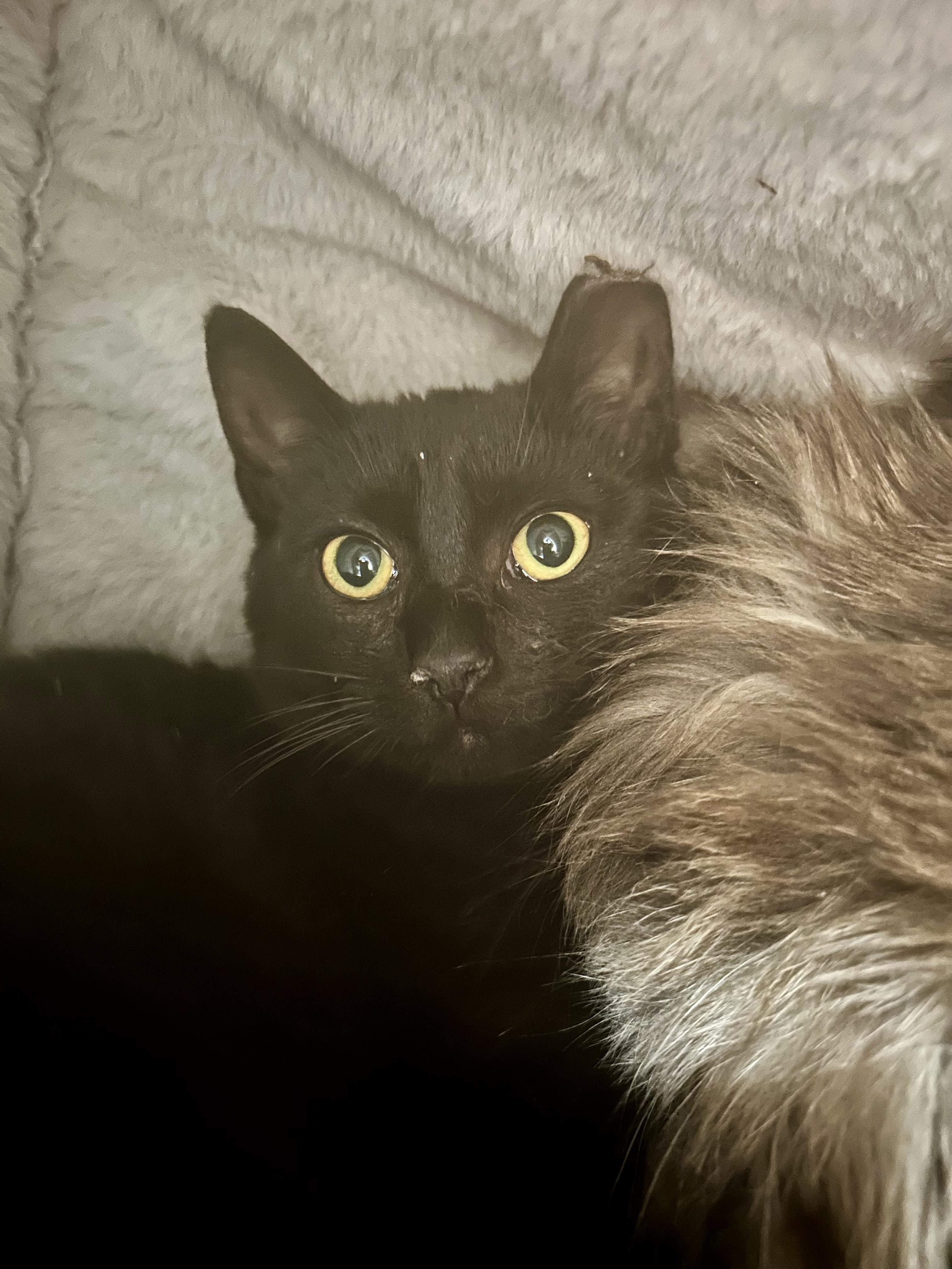 Enlarge Zinc - ADOPTION PENDING!, an adopted Domestic Short Hair in Grand Rapids, MI image 2/6