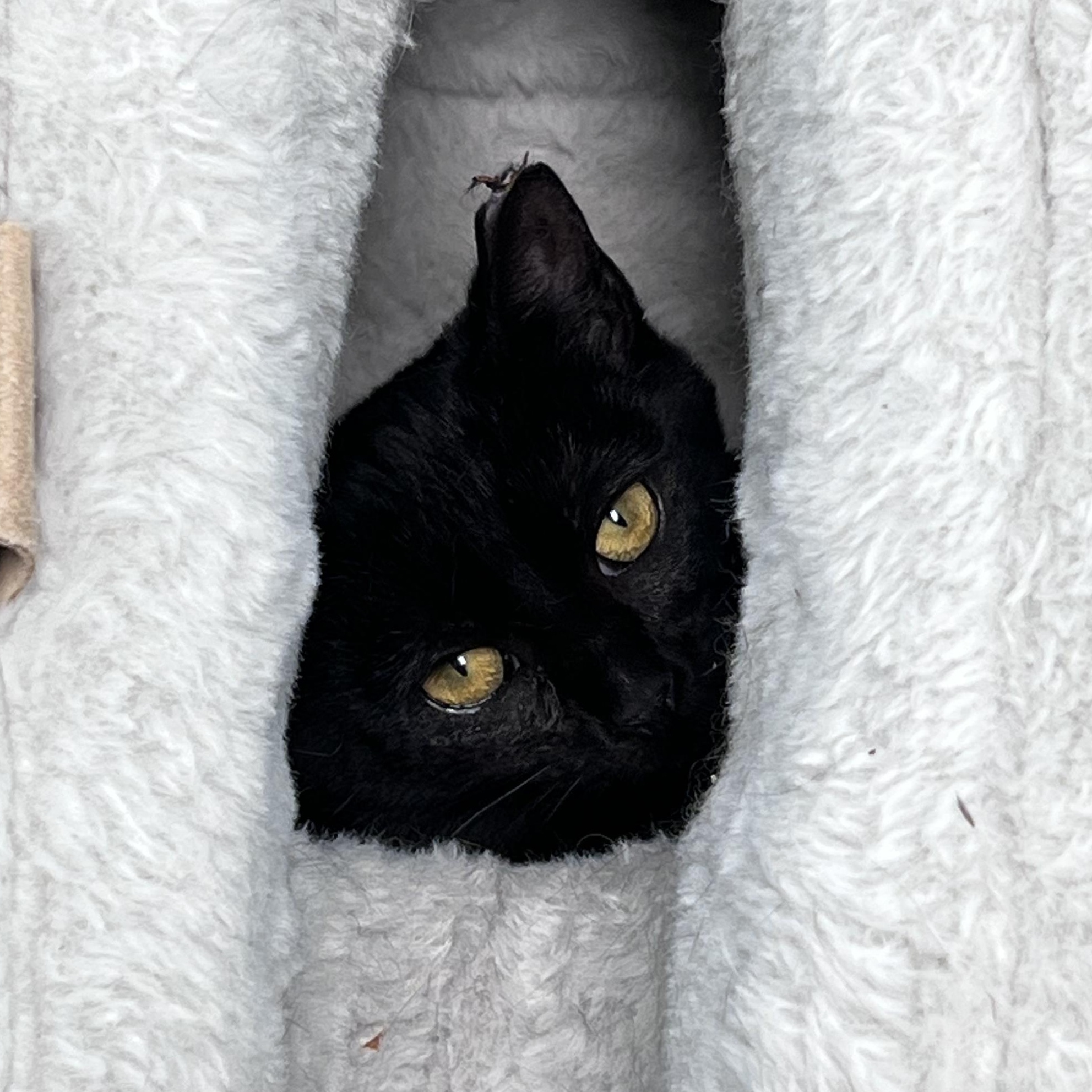 Enlarge Zinc - ADOPTION PENDING!, an adopted Domestic Short Hair in Grand Rapids, MI image 6/6