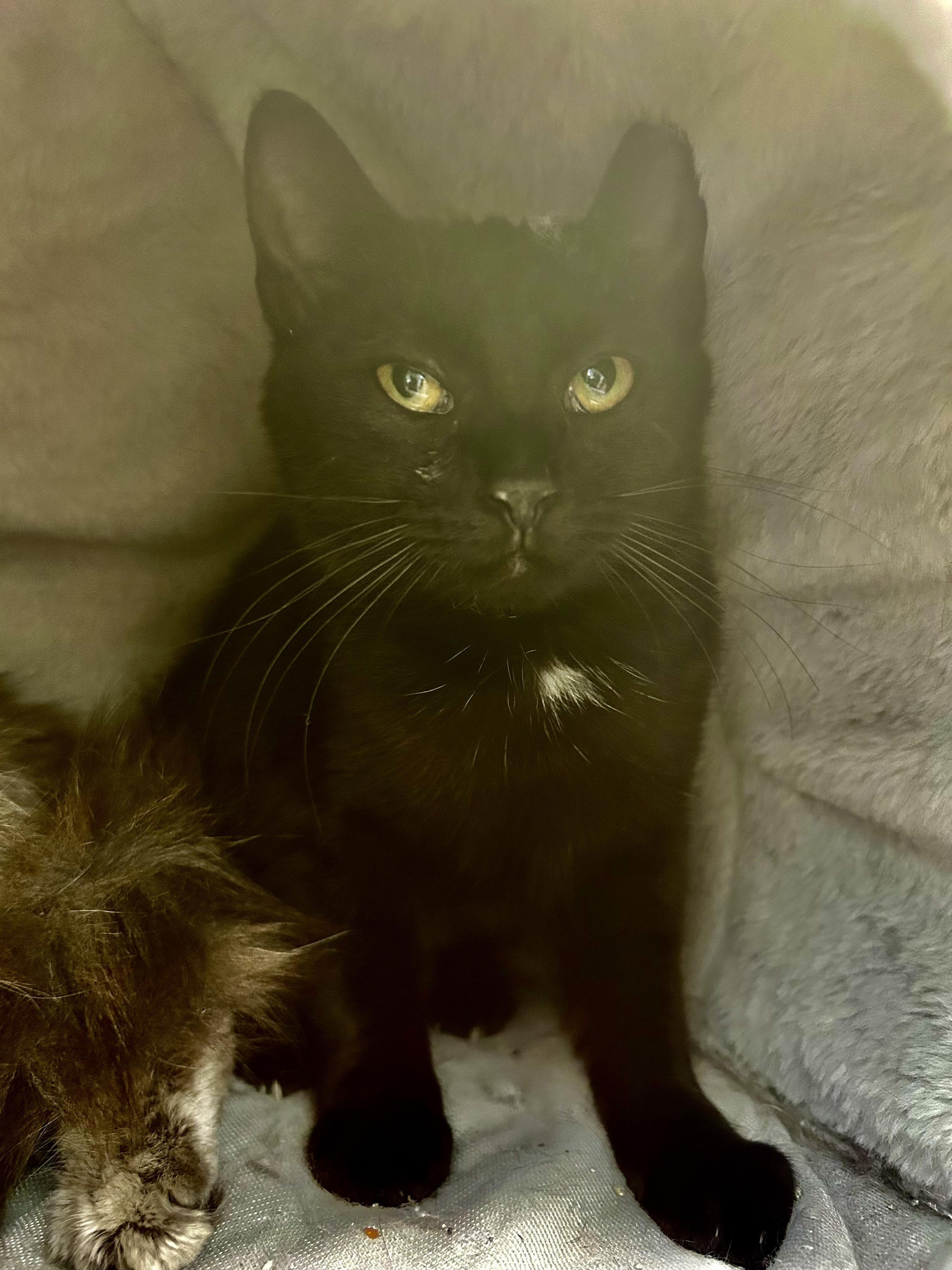 Enlarge Zinc - ADOPTION PENDING!, an adopted Domestic Short Hair in Grand Rapids, MI image 3/6