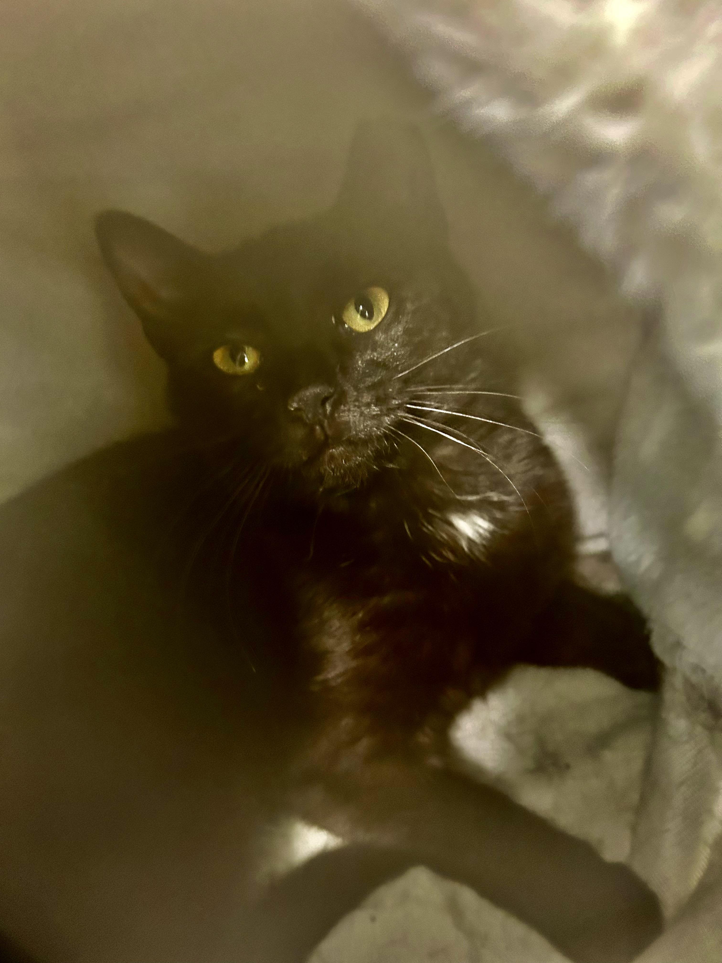 Enlarge Zinc - ADOPTION PENDING!, an adopted Domestic Short Hair in Grand Rapids, MI image 4/6