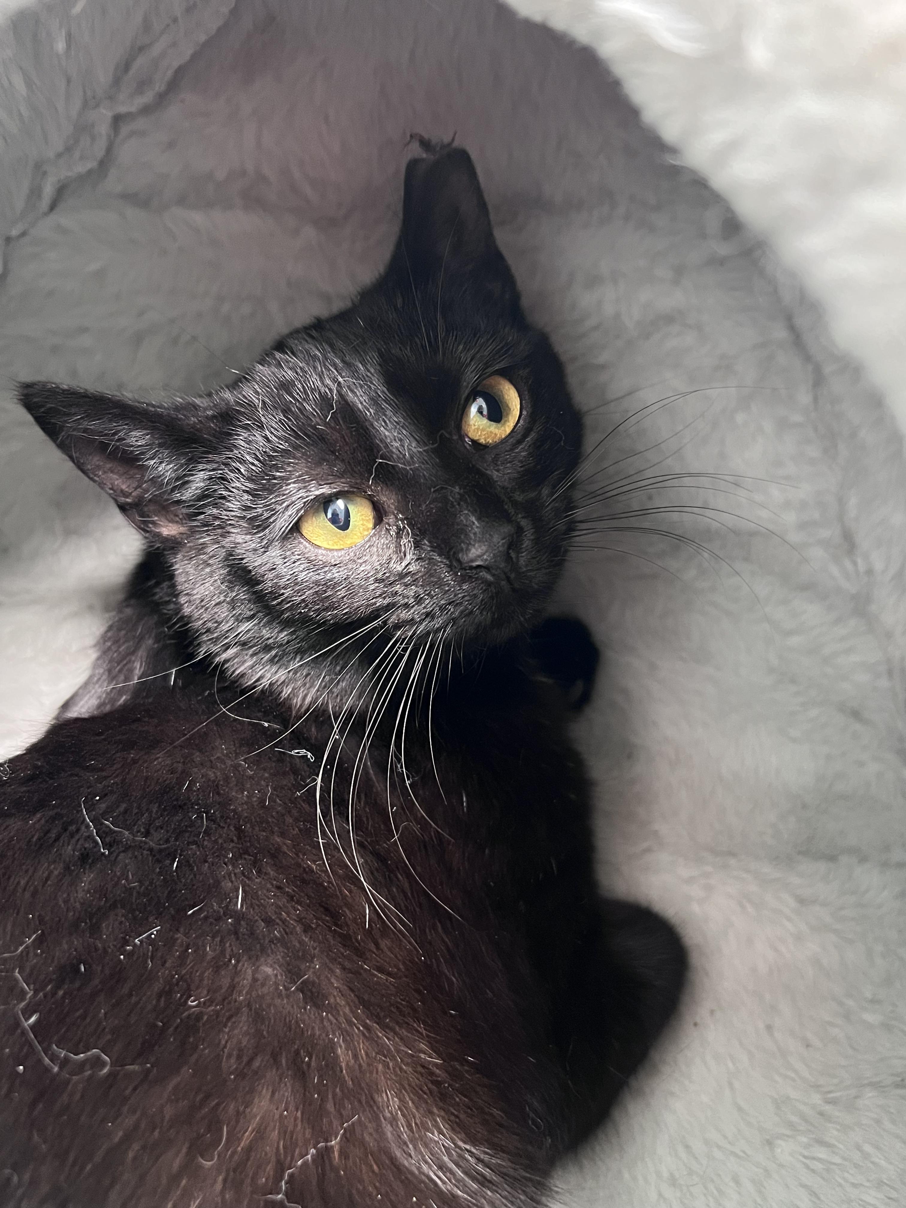 Enlarge Zinc - ADOPTION PENDING!, an adopted Domestic Short Hair in Grand Rapids, MI image 5/6