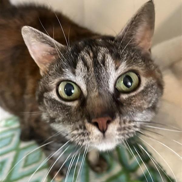 Sis, Adoptable, Senior Female Domestic Short Hair.