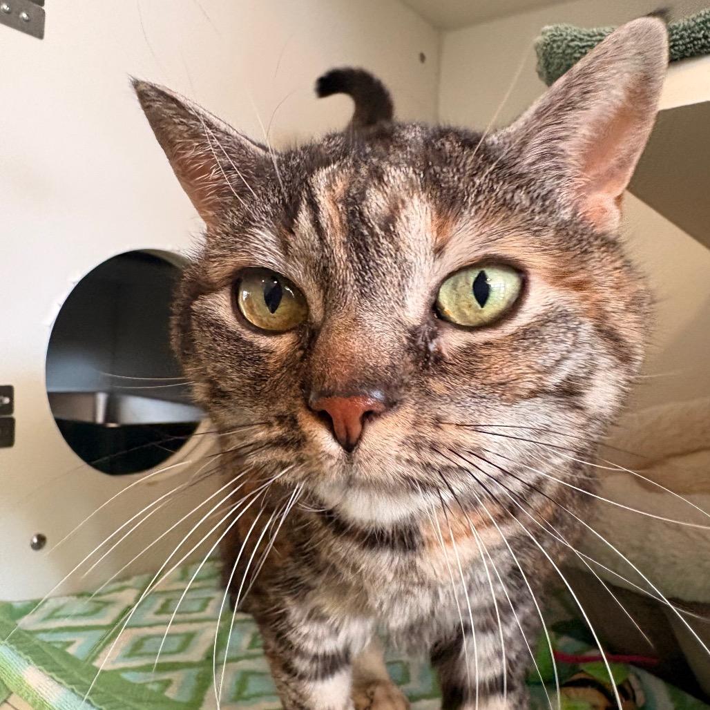 Enlarge Sis, a Adoptable Domestic Short Hair in South Burlington, VT image 2/6