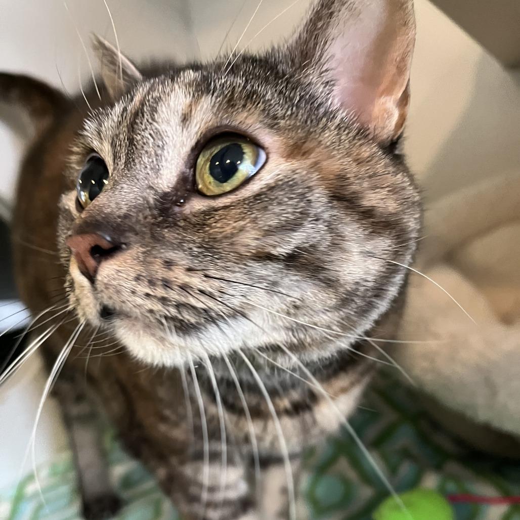Enlarge Sis, a Adoptable Domestic Short Hair in South Burlington, VT image 3/6