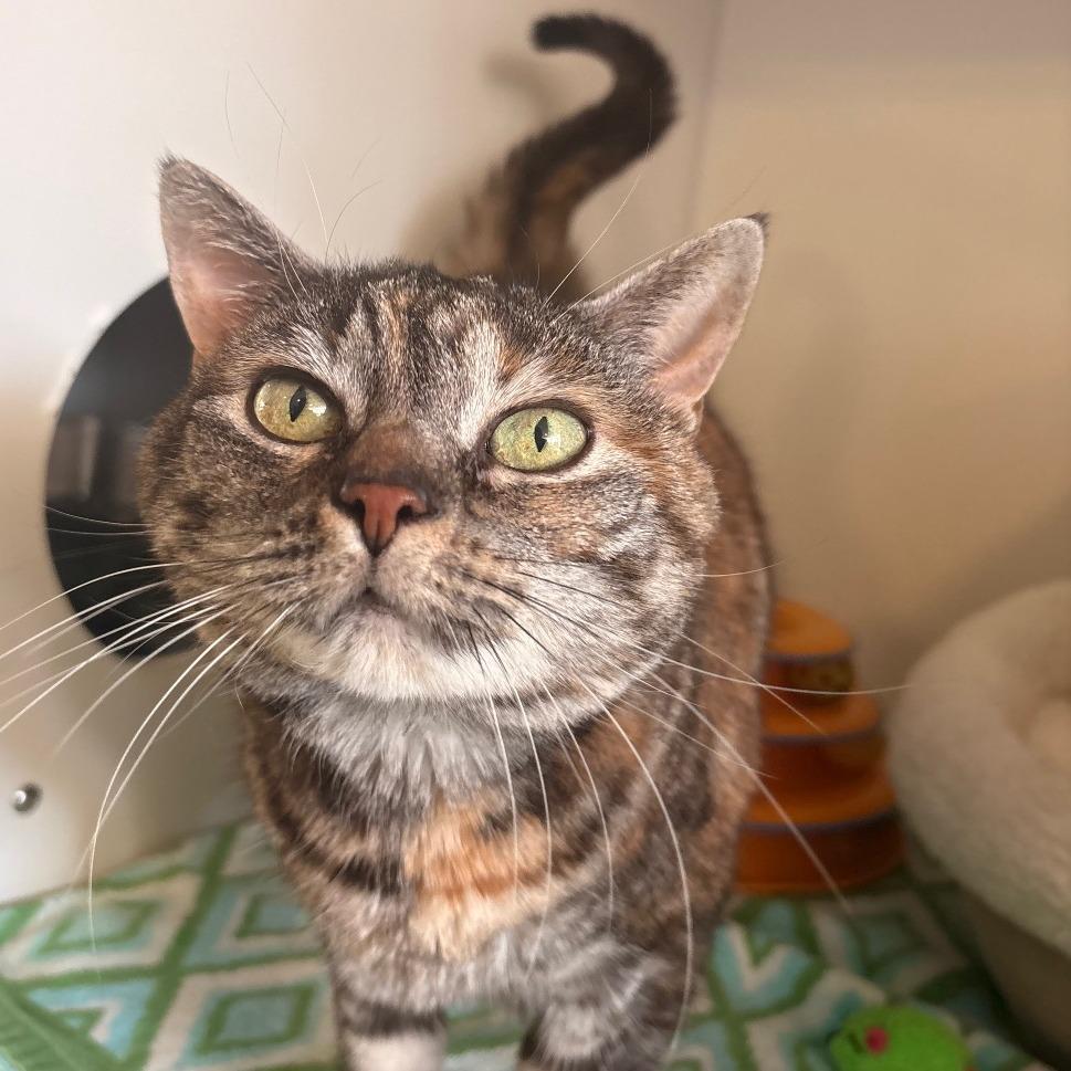 Enlarge Sis, a Adoptable Domestic Short Hair in South Burlington, VT image 4/6