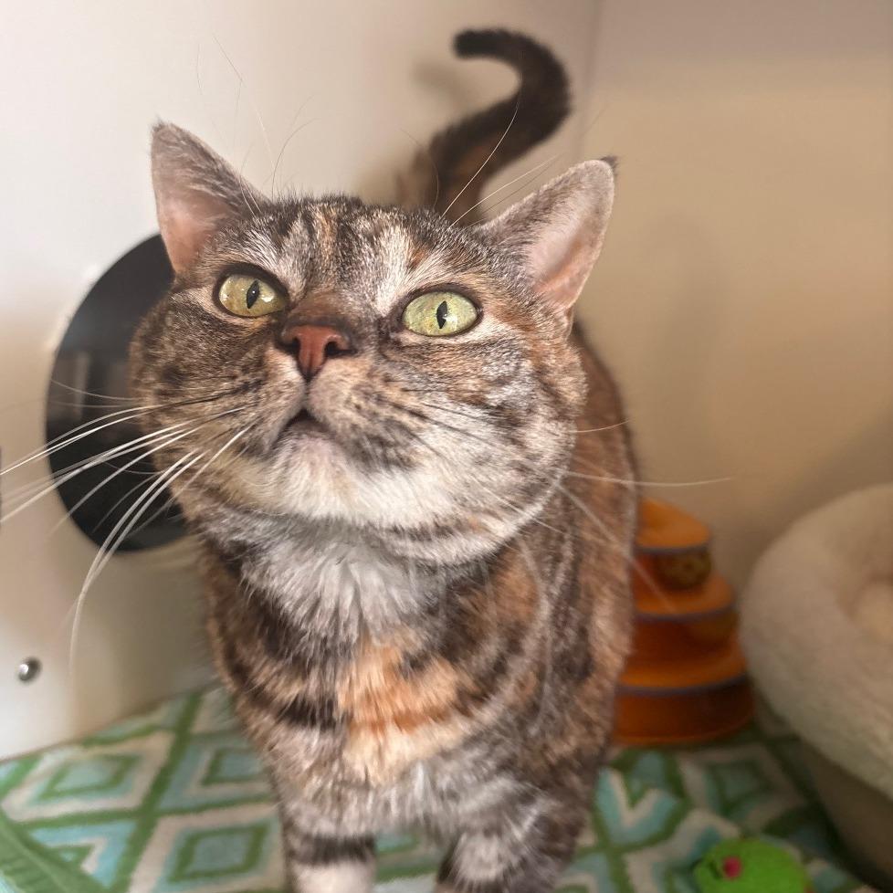 Enlarge Sis, a Adoptable Domestic Short Hair in South Burlington, VT image 5/6