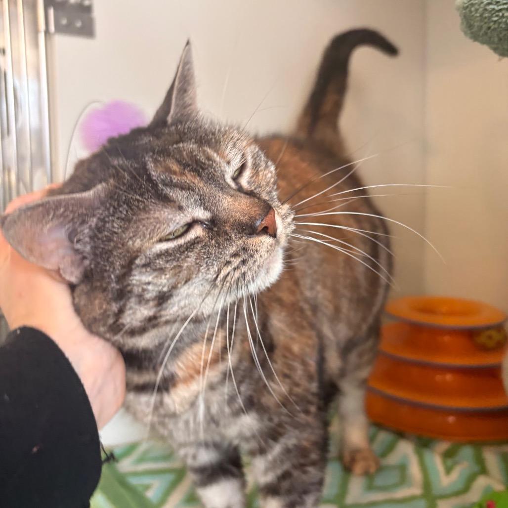 Enlarge Sis, a Adoptable Domestic Short Hair in South Burlington, VT image 6/6