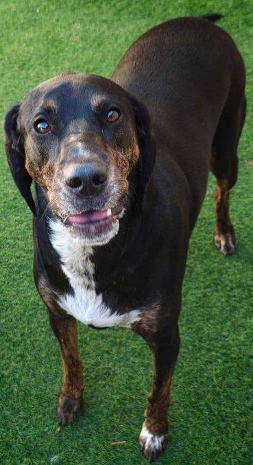 Roscoe, an adopted Coonhound in Fort Washington, MD image 2/6