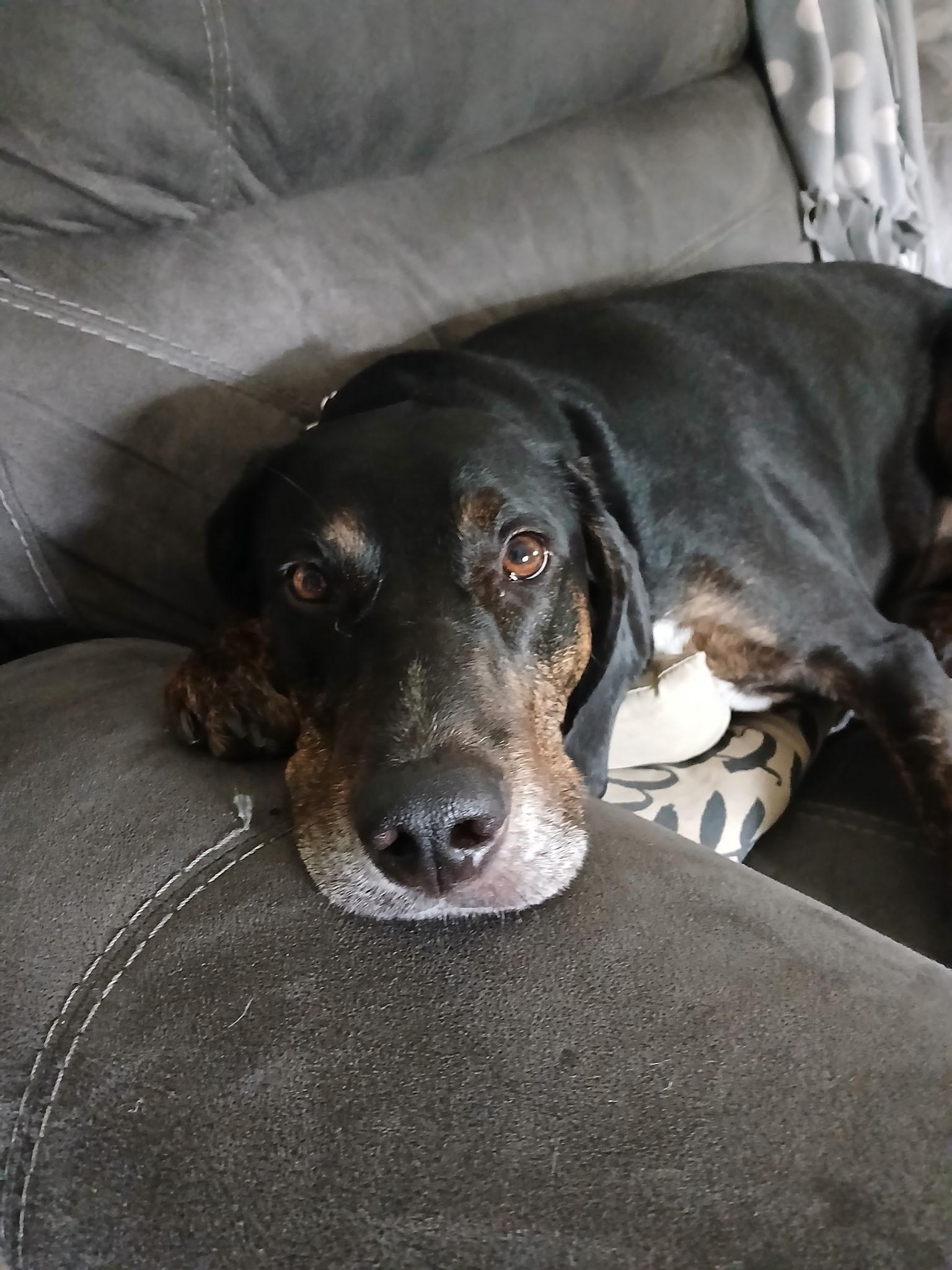 Roscoe, an adopted Coonhound in Fort Washington, MD image 1/6