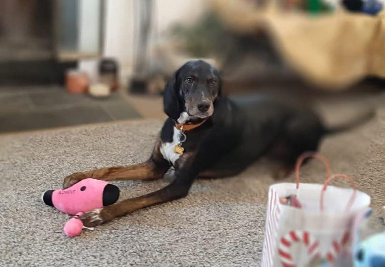 Roscoe, an adopted Coonhound in Fort Washington, MD image 3/6