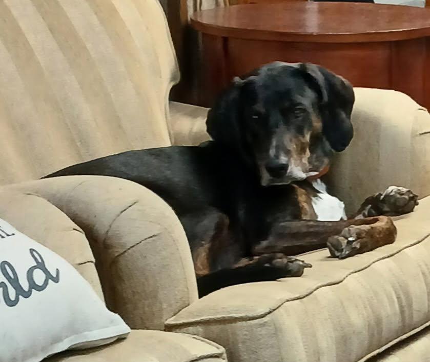 Roscoe, an adopted Coonhound in Fort Washington, MD image 4/6