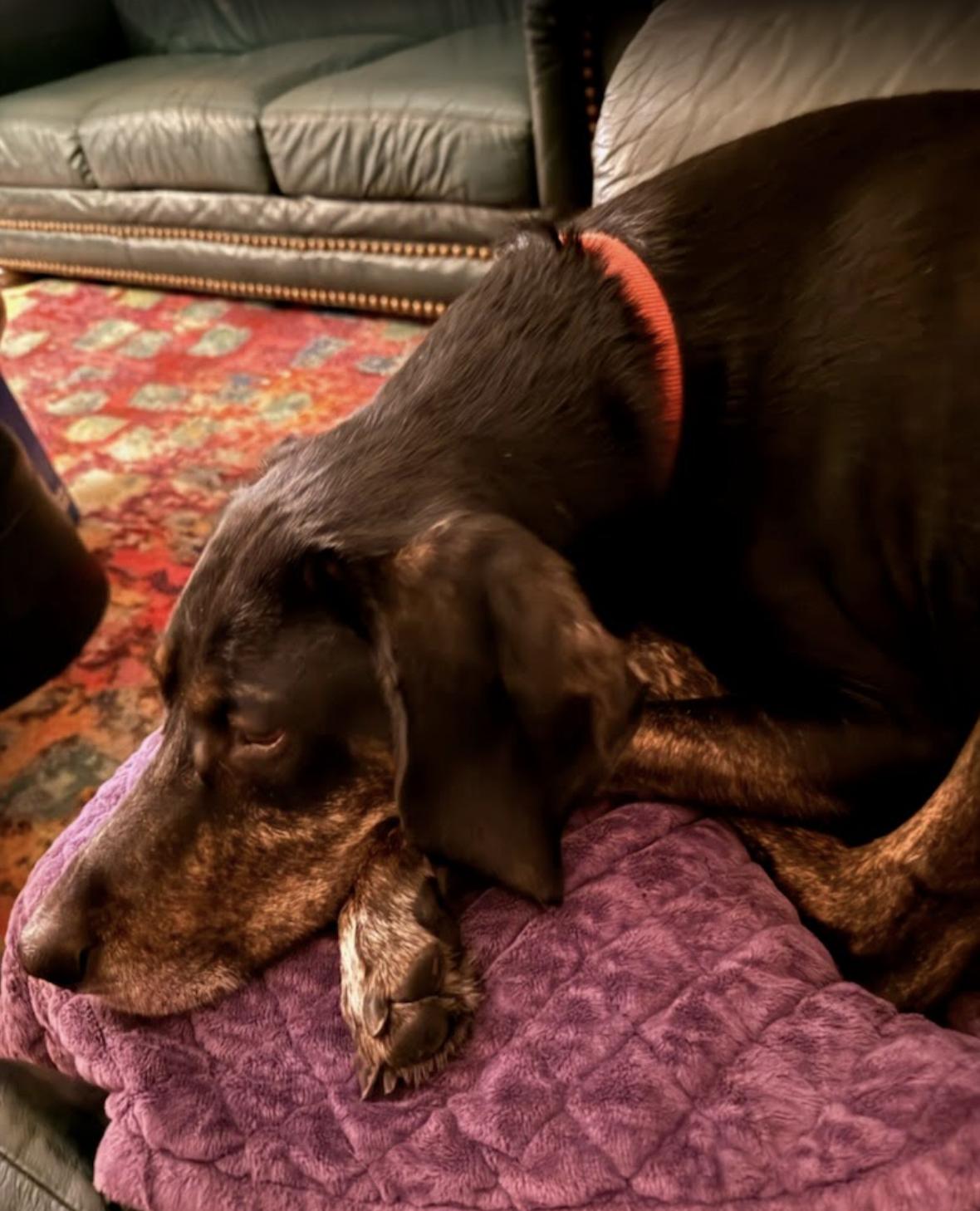 Roscoe, an adopted Coonhound in Fort Washington, MD image 6/6
