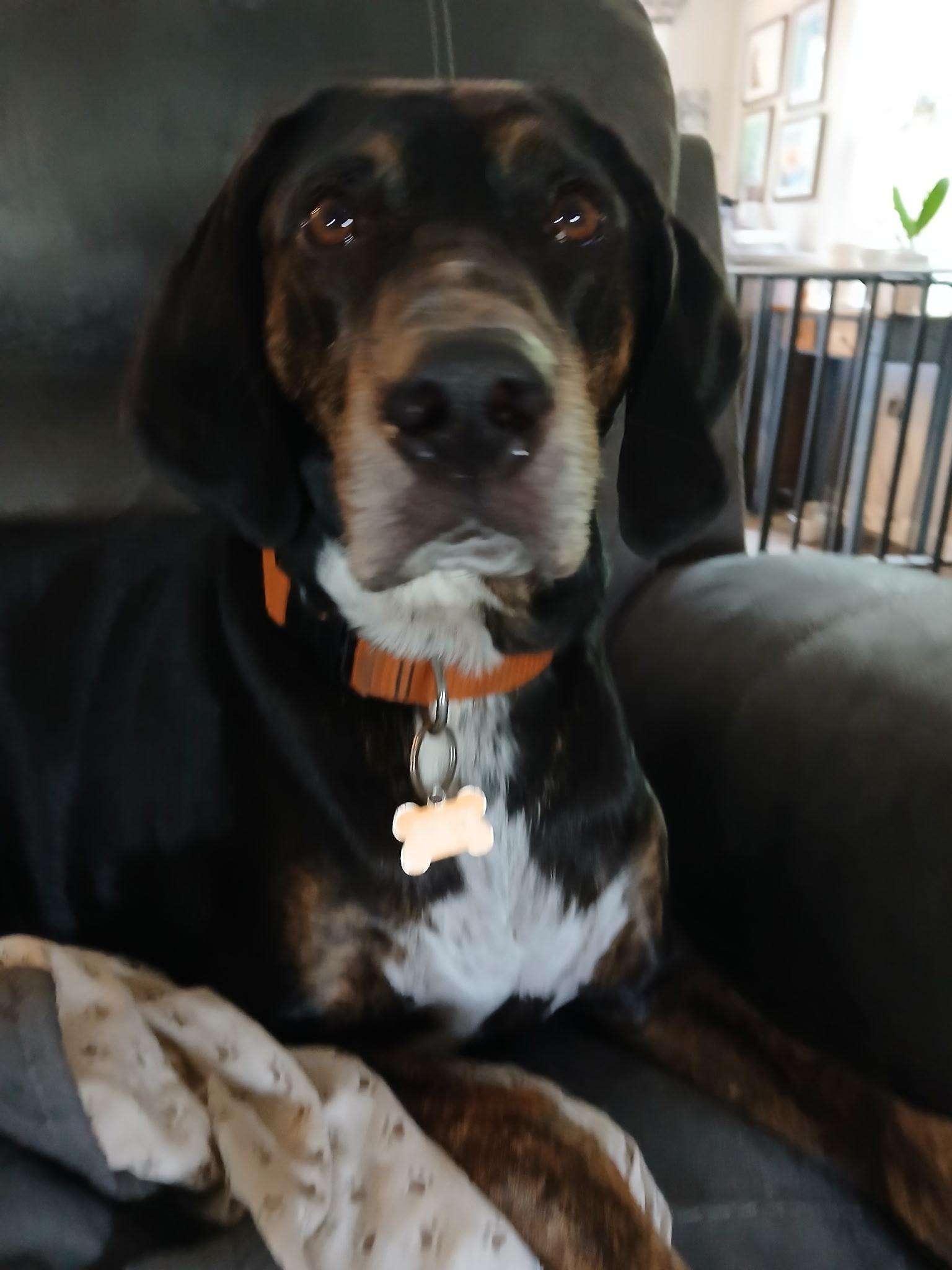 Roscoe, an adopted Coonhound in Fort Washington, MD image 5/6