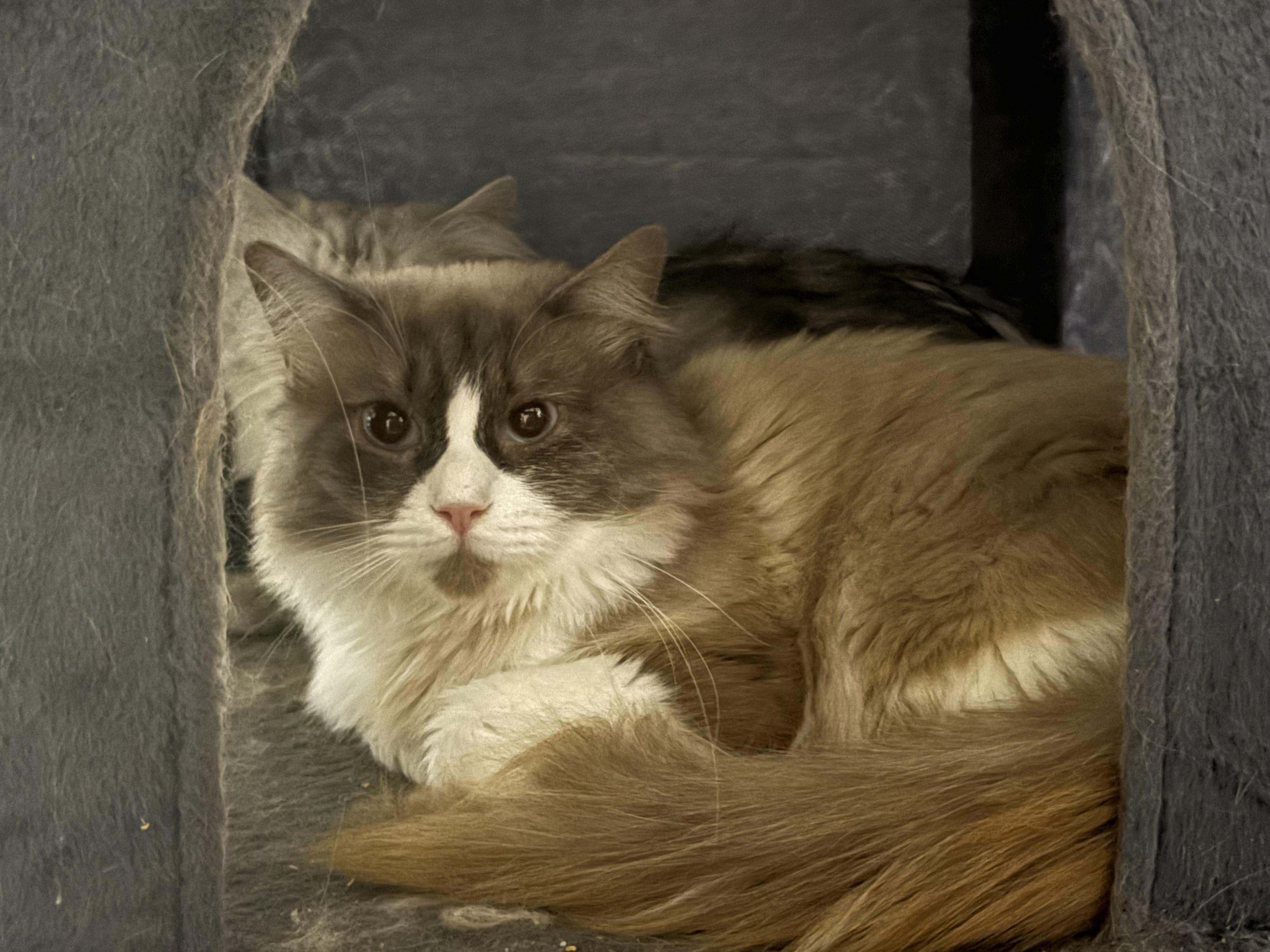 Enlarge Sully, a ADOPTABLE Ragdoll in Lehigh Acres, FL image 1/1