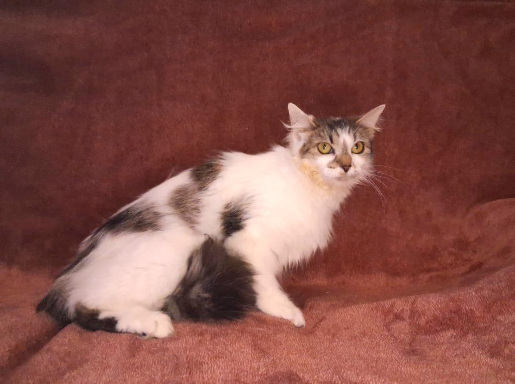 ISABEL, a Adoptable mixed breed in Wintersville, OH image 2/4