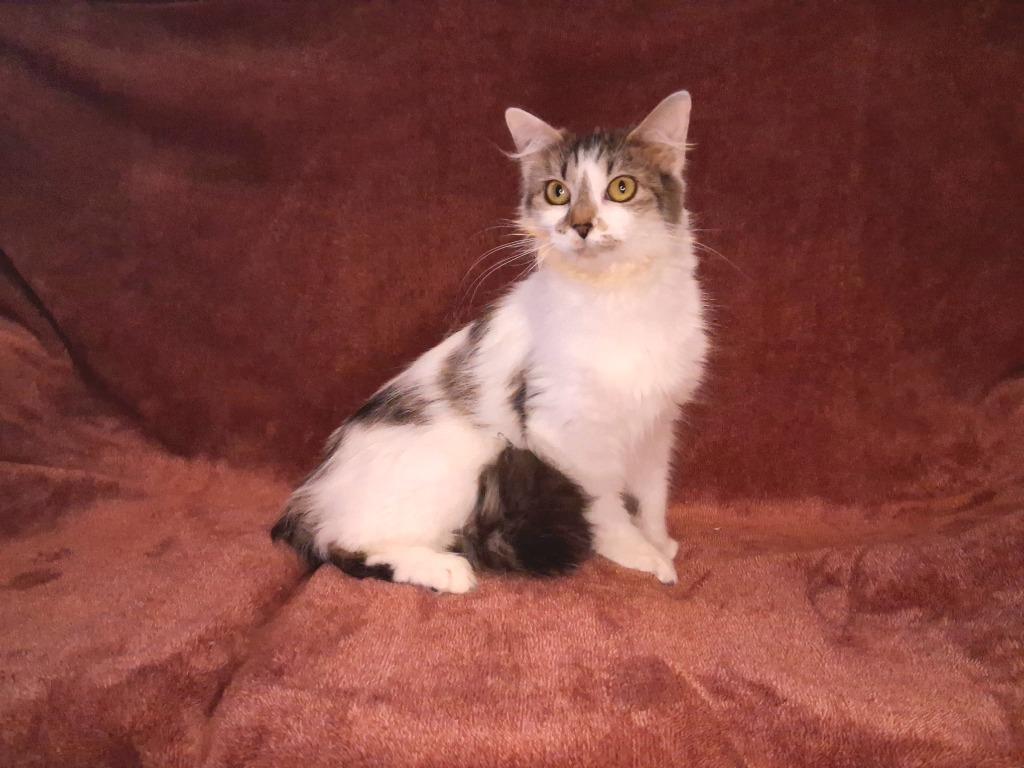 ISABEL, a Adoptable mixed breed in Wintersville, OH image 3/4