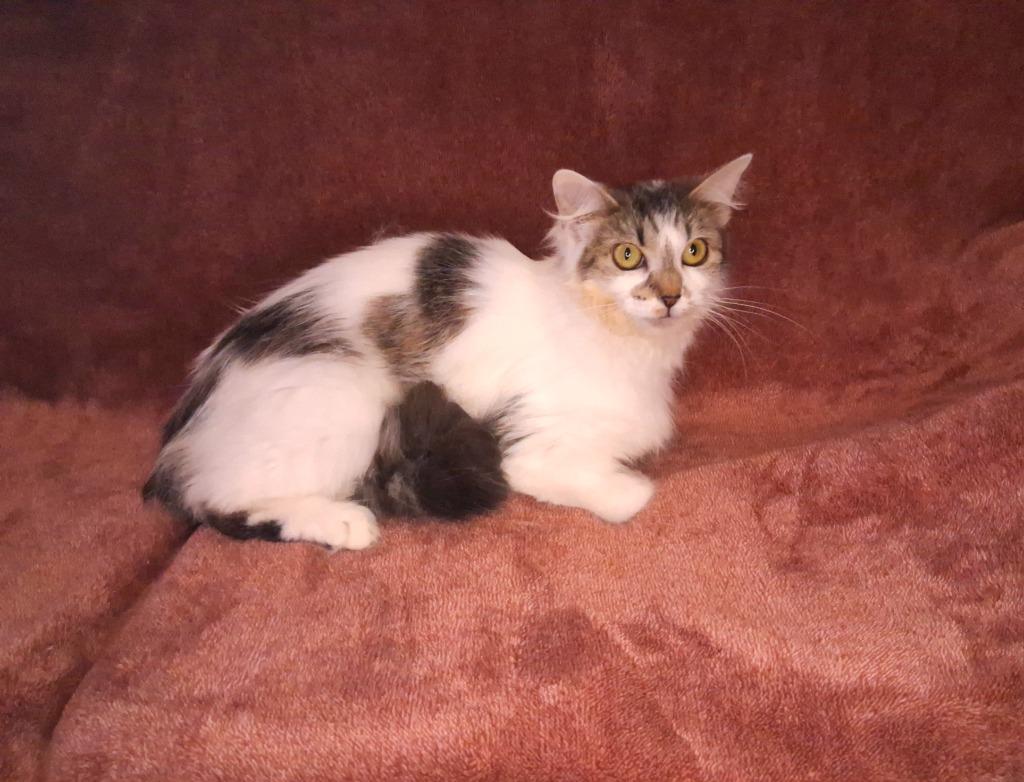 ISABEL, a Adoptable mixed breed in Wintersville, OH image 4/4