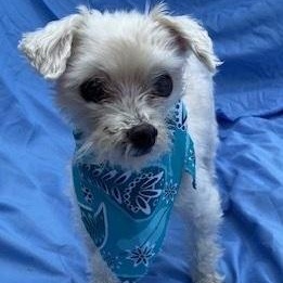 Enlarge Sno, a Adoptable Maltese in Dripping Springs, TX image 3/4