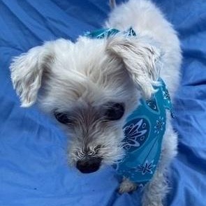 Enlarge Sno, a Adoptable Maltese in Dripping Springs, TX image 4/4