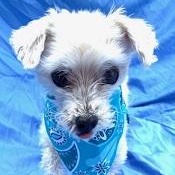 Enlarge Sno, a Adoptable Maltese in Dripping Springs, TX image 2/4