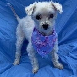 Sno, Adoptable, Senior Female Maltese.