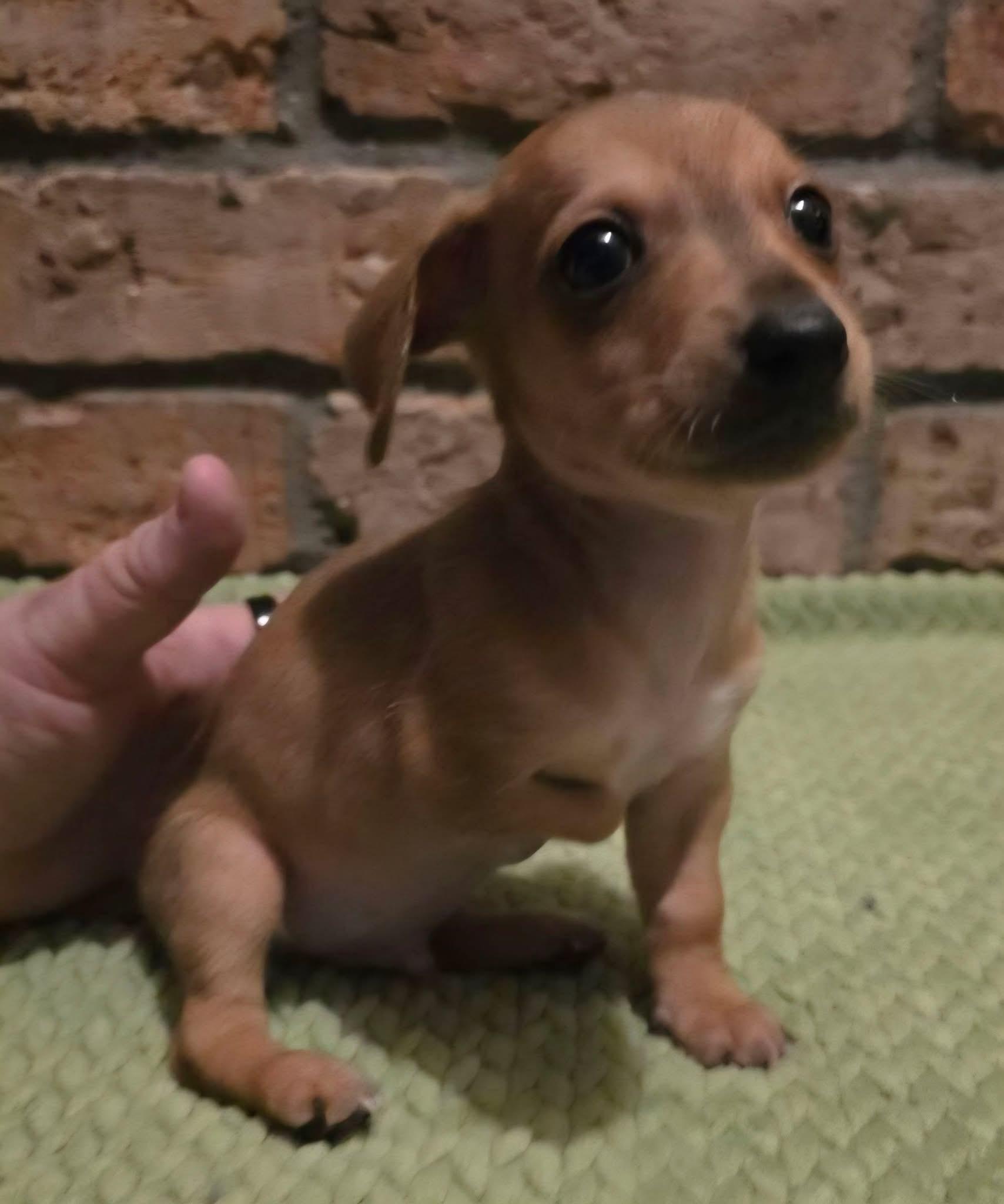 BUSTER, adopted, Puppy Male Chihuahua & Chiweenie.