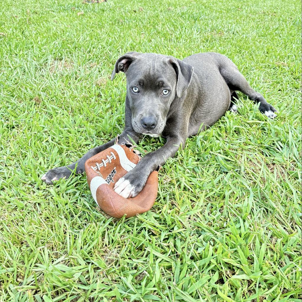 Sarah, Adoptable, Adult Female Pit Bull Terrier.