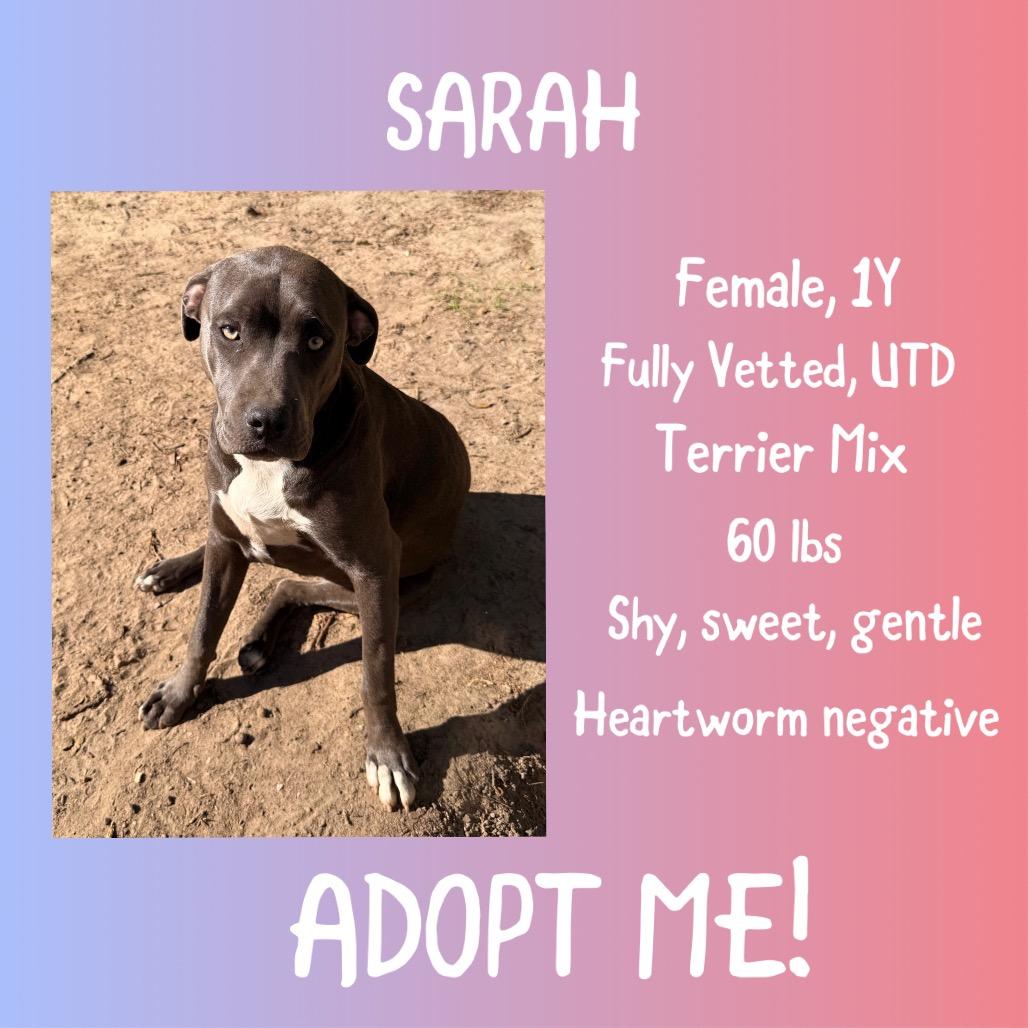 Enlarge Sarah, a Adoptable Pit Bull Terrier in Irvington, AL image 2/2