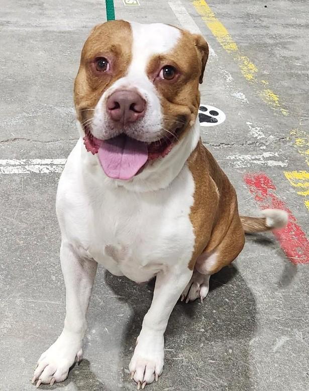 Wally, Adoptable, Adult Male Pit Bull Terrier.