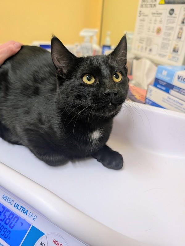 Justice, Adoptable, Kitten Male Domestic Short Hair.
