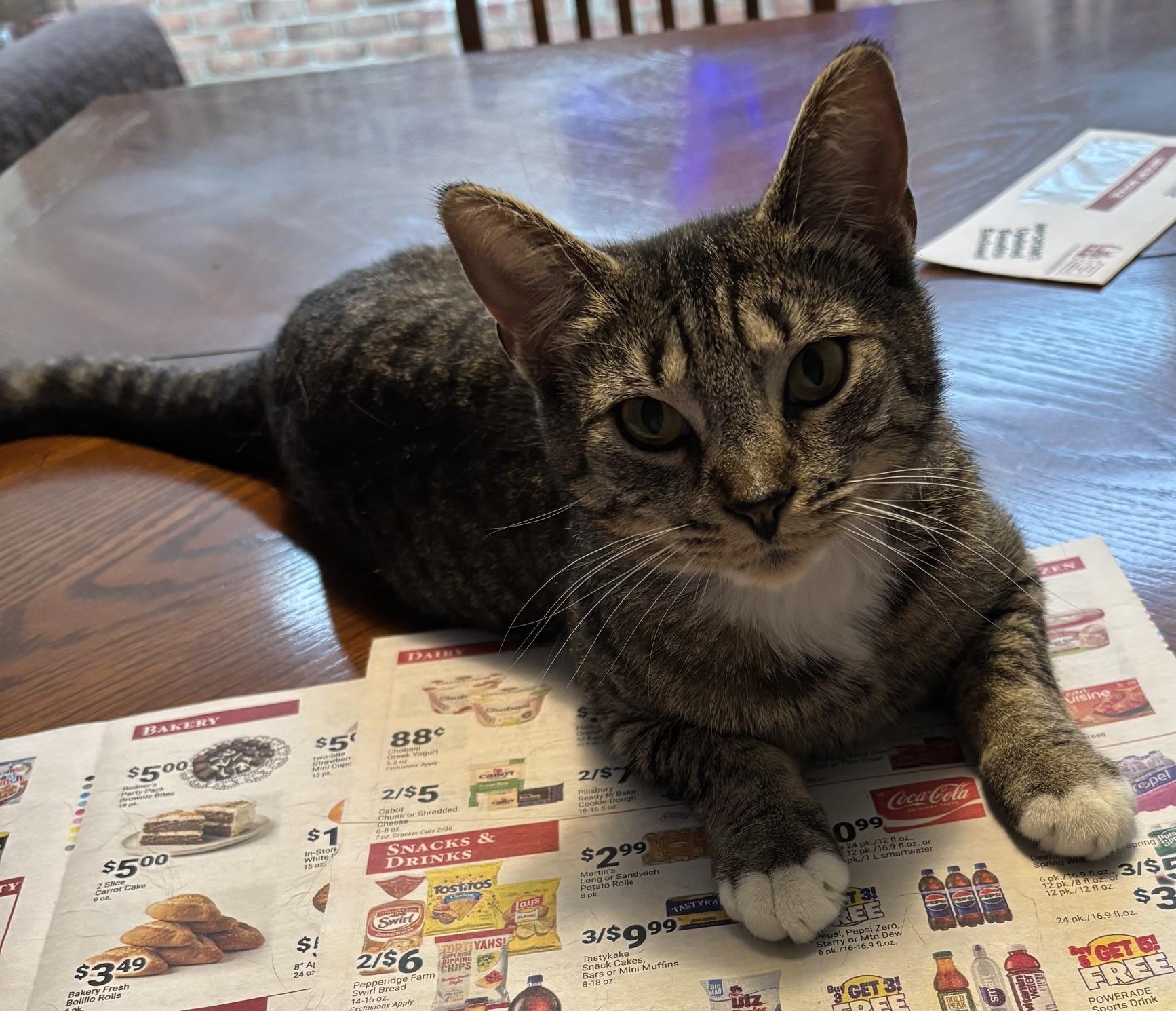 Enlarge Damaris, a Adoptable Domestic Short Hair in Kenhorst, PA image 2/3