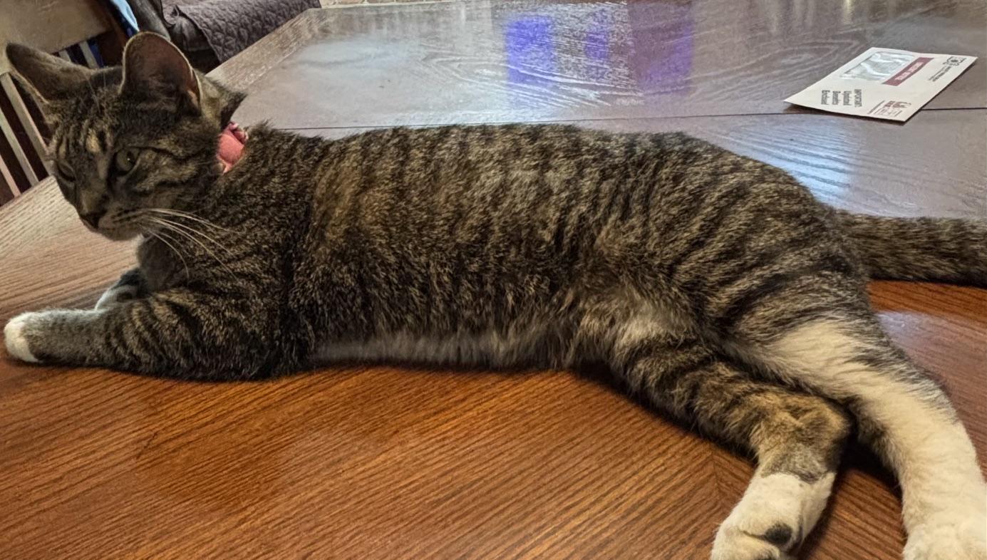 Enlarge Damaris, a Adoptable Domestic Short Hair in Kenhorst, PA image 3/3
