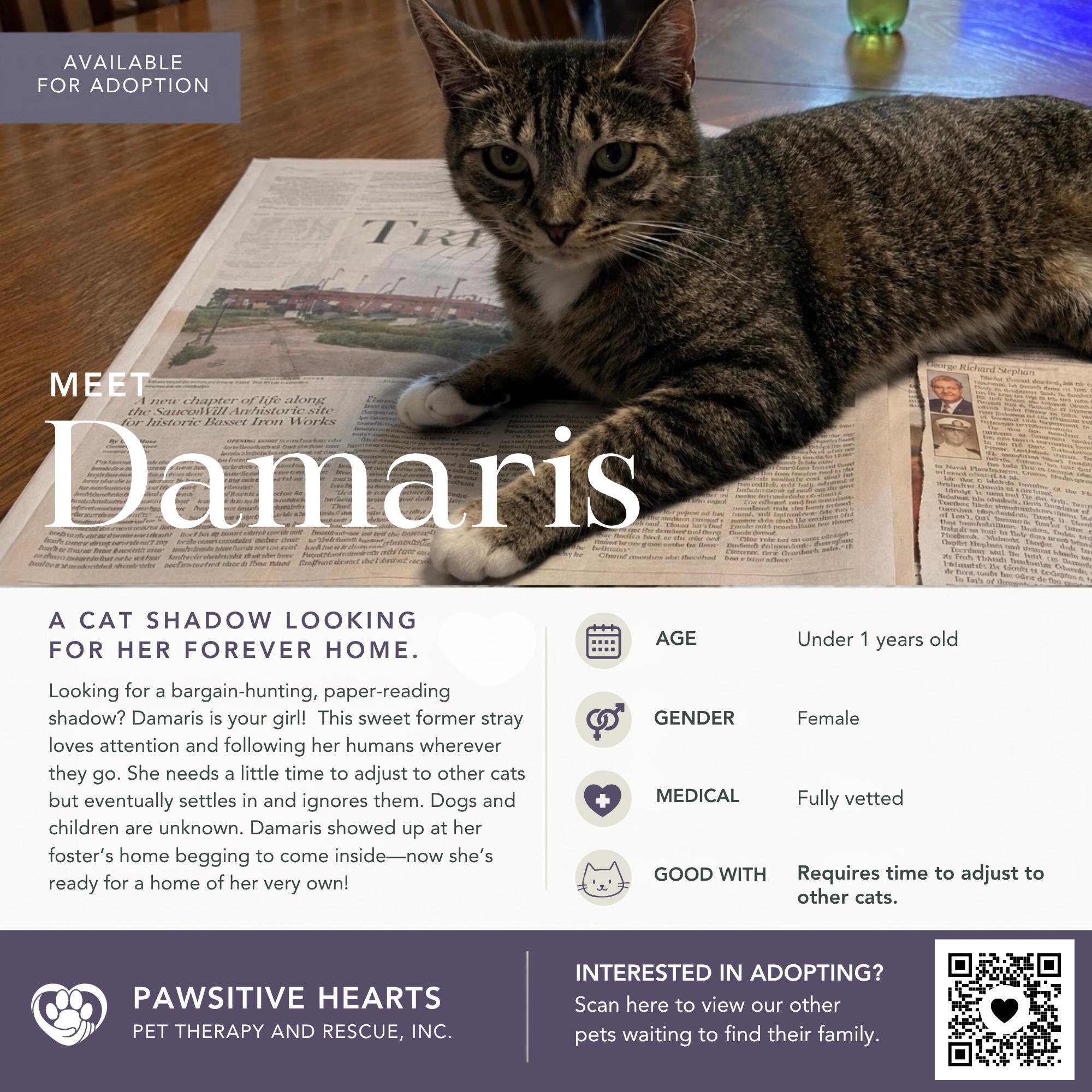 Enlarge Damaris, a Adoptable Domestic Short Hair in Kenhorst, PA image 1/3