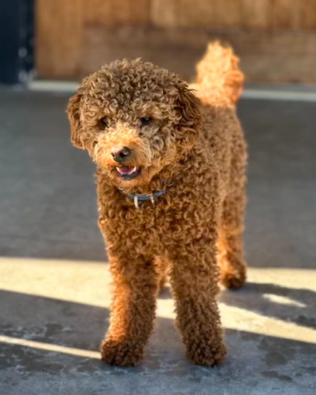 Enlarge Abbie , an adopted Goldendoodle in Valley Village, CA image 3/3
