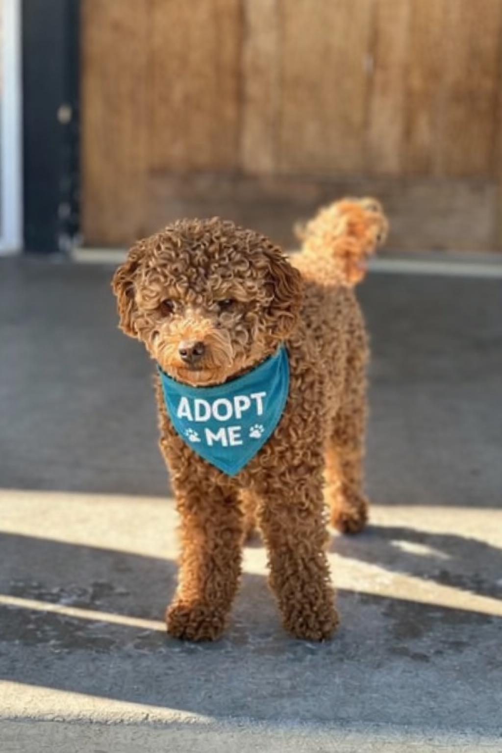 Enlarge Abbie , an adopted Goldendoodle in Valley Village, CA image 1/3